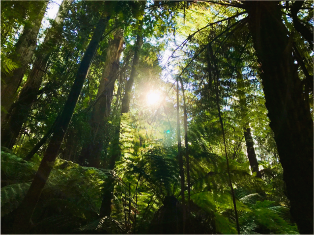Hitachi Vantara e Rainforest Connection se unem para proteger as florestas tropicais da AL